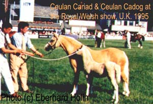 Cariad & Cadog at Royal Welsh