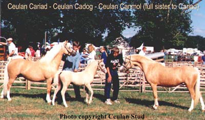 Cariad, Cadog, and Canmol
